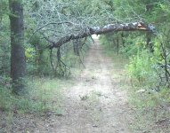 475763-fallentree.jpg