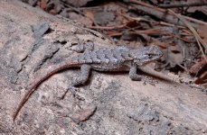 sp_eastern fence lizard (Sceloporous undulatus)001.jpg