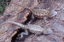 Fence Lizard.jpg