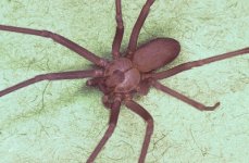 Brown recluse pic.jpg