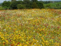 field of flowers.jpg