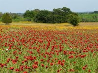 flowers 2.jpg