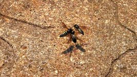 bees.jpg bees.jpg