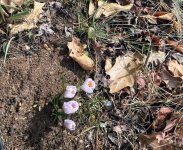 signsofspring.jpg