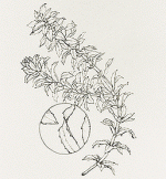 hydrilla_drw.gif hydrilla_drw.gif