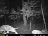 bobcat.JPG bobcat.JPG