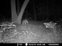 coyote_02.JPG coyote_02.JPG