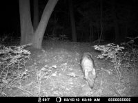 coyote_03.JPG coyote_03.JPG