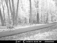 coyote_04.jpg coyote_04.jpg