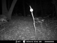 coyote_05.JPG coyote_05.JPG