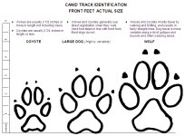 tracks.jpg