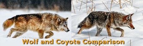 wolfComparisonTitle.jpg