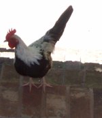Barney our Banty Rooster.jpg