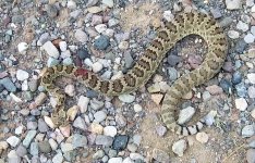 rattler 7-1.jpg