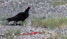 rattler bones -2.jpg