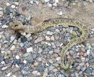 rattler bones.jpg