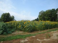 Garden 7.22.2013 001.jpg