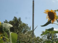 Garden 7.22.2013 007.jpg