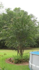 crepemyrtle.jpg