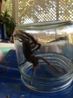 Tarantula.JPG