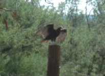 buzzard spread 1.jpg