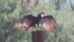 buzzard spread 3.jpg