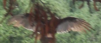 buzzard spread 4.jpg