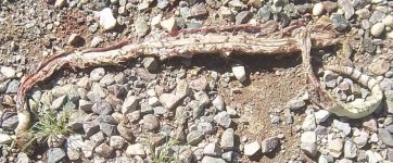 rattler ate.jpg