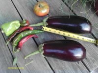 garden1.jpg
