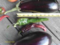 garden2.jpg