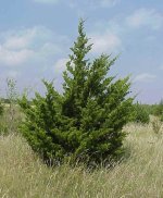 Cedar.jpg
