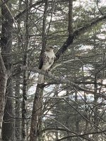 Hawk.jpg
