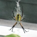writing spider.jpeg