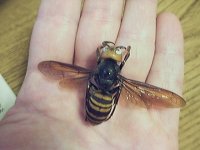 la-fg-wn-china-hornet-attacks-20131003-001.jpg