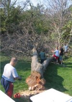 Oak Tree Felling.jpeg