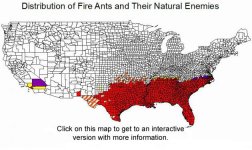 Fire ant map_0.JPG