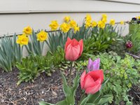 IMG_4538[1].JPG