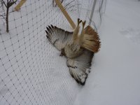 RedTailHawk3.JPG RedTailHawk3.JPG