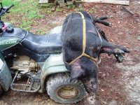 Club big pig 8-16-12 (5).JPG