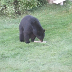 image-673062827.png