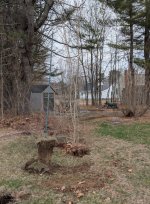 Lilac and bird pole.JPG