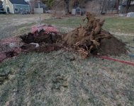 Stump & hole.JPG