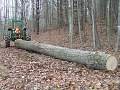 295678d1357002069t-logistics-firewood-hauling-splitting-p1010868sm.jpg