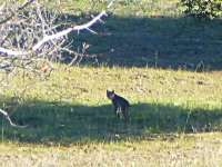 P1740497rBobcat2.JPG