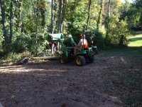 Cut Ash trees.jpg