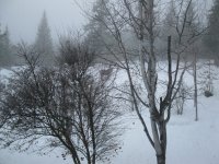20140116_MooseVisit_01.JPG 20140116_MooseVisit_01.JPG