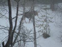 20140116_MooseVisit_03.JPG 20140116_MooseVisit_03.JPG