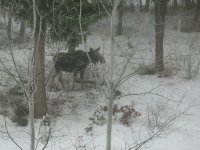 20140116_MooseVisit_07.JPG 20140116_MooseVisit_07.JPG