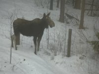 20140116_MooseVisit_16.JPG 20140116_MooseVisit_16.JPG