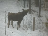 20140116_MooseVisit_17.JPG 20140116_MooseVisit_17.JPG